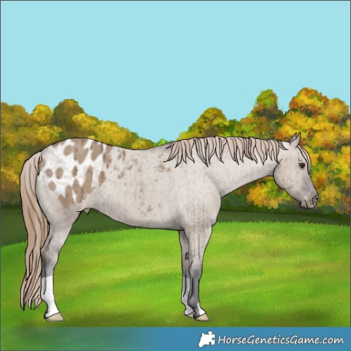 Horse Color:Liver Red Dun Appaloosa Brindle 