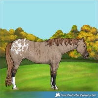 Horse Color:Liver Red Dun Appaloosa Brindle 