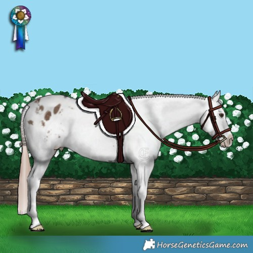 Horse Color:Liver Red Dun Appaloosa Brindle 