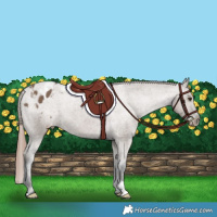 Horse Color:Liver Red Dun Appaloosa Brindle 