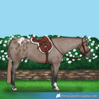 Horse Color:Liver Red Dun Appaloosa Brindle