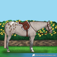 Horse Color:Liver Red Dun Appaloosa Brindle 