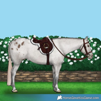 Horse Color:Liver Red Dun Appaloosa Brindle 