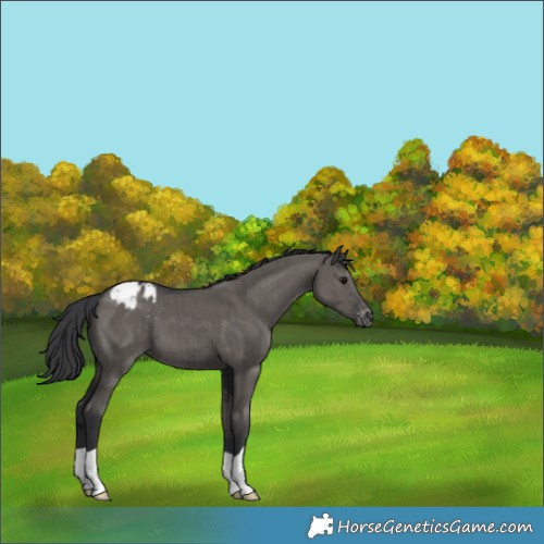 Horse Color:Grullo Appaloosa Brindle 