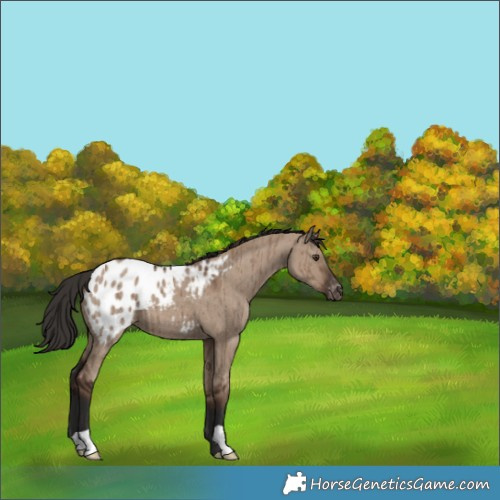 Horse Color:Liver Red Dun Appaloosa Brindle 