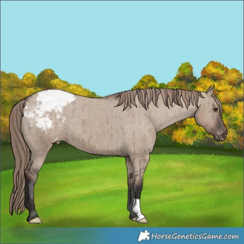 Horse Color:Liver Red Dun Appaloosa Brindle 