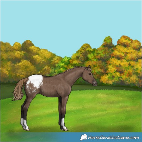 Horse Color:Liver Red Dun Varnish Brindle 