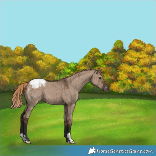 Horse Color:Liver Red Dun Appaloosa Brindle 