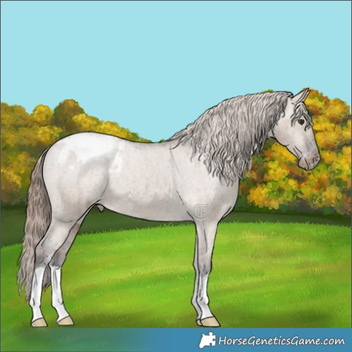 Horse Color:Liver Red Dun Appaloosa Brindle 