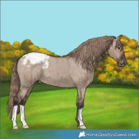 Horse Color:Liver Red Dun Appaloosa Brindle 