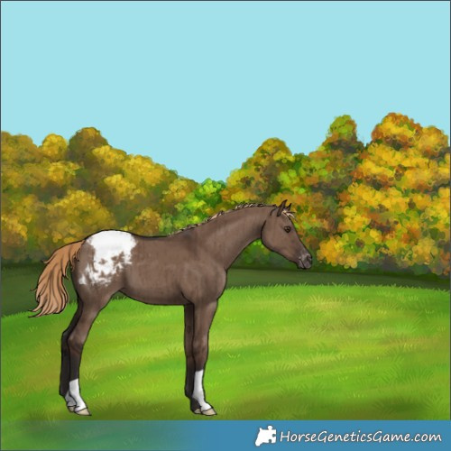 Horse Color:Liver Red Dun Appaloosa Brindle 