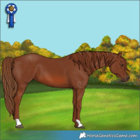 Horse Color:Chestnut 