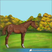Horse Color:Chestnut 