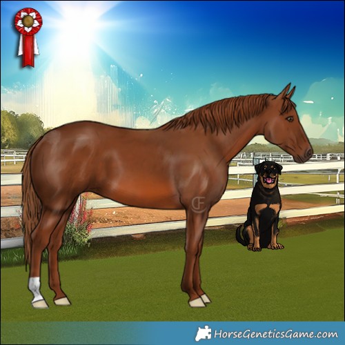 Horse Color:Chestnut 