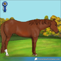 Horse Color:Chestnut 