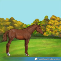 Horse Color:Chestnut 