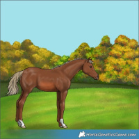Horse Color:Chestnut 