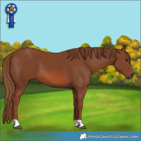 Horse Color:Chestnut 