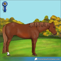 Horse Color:Chestnut 