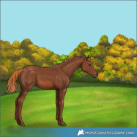 Horse Color:Chestnut 