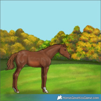 Horse Color:Chestnut 
