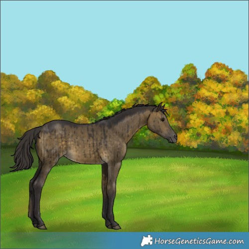 Horse Color:Buckskin Dun Brindle 