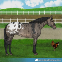 Horse Color:Brown Dun Appaloosa Brindle 