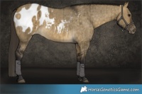 Horse Color:Buckskin Dun Blanket Brindle 