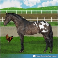 Horse Color:Brown Dun Appaloosa Brindle
