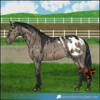 Horse Color:Brown Dun Blanket Brindle