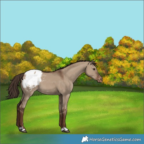 Horse Color:Liver Red Dun Appaloosa 