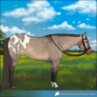 Horse Color:Bay Dun Blanket Brindle 