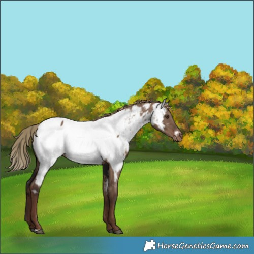Horse Color:Liver Red Dun Appaloosa Brindle 