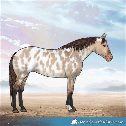 Horse Color:Bay Dun Near Leopard 