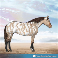 Horse Color:Bay Dun Near Leopard