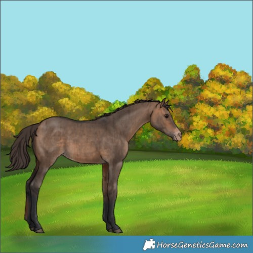 Horse Color:Bay Dun Appaloosa Brindle 