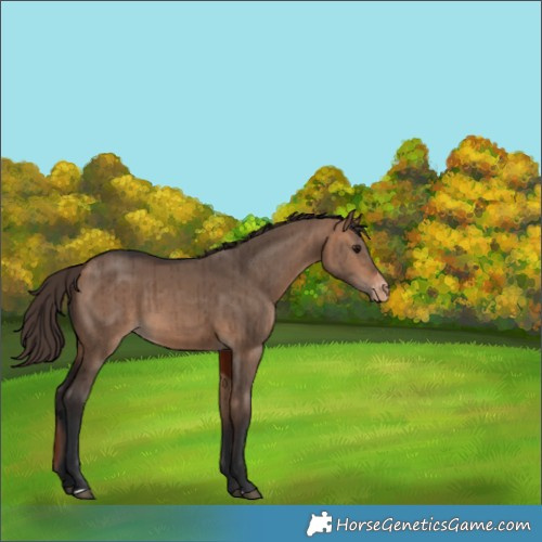 Horse Color:Bay Dun Varnish Brindle 