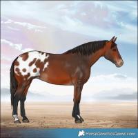 Horse Color:Bay Appaloosa
