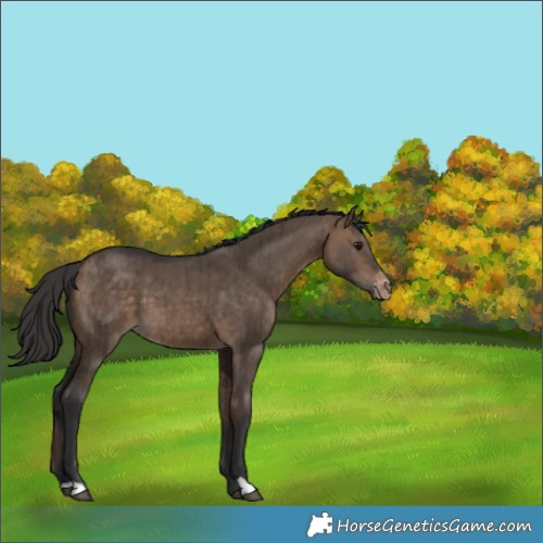 Horse Color:Bay Dun Varnish Brindle 