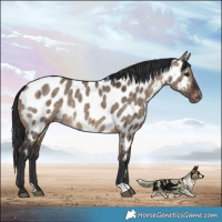 Horse Color:Brown Dun Appaloosa Brindle 