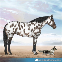Horse Color:Brown Dun Appaloosa Brindle 