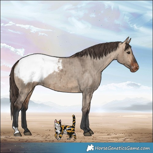 Horse Color:Bay Dun Snowcap Brindle 