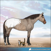 Horse Color:Bay Dun Appaloosa Brindle 