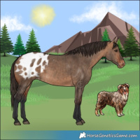 Horse Color:Bay Dun Appaloosa Brindle 