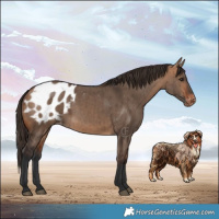 Horse Color:Bay Dun Blanket Brindle