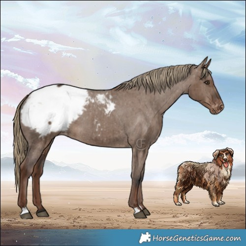 Horse Color:Liver Red Dun Appaloosa Brindle 