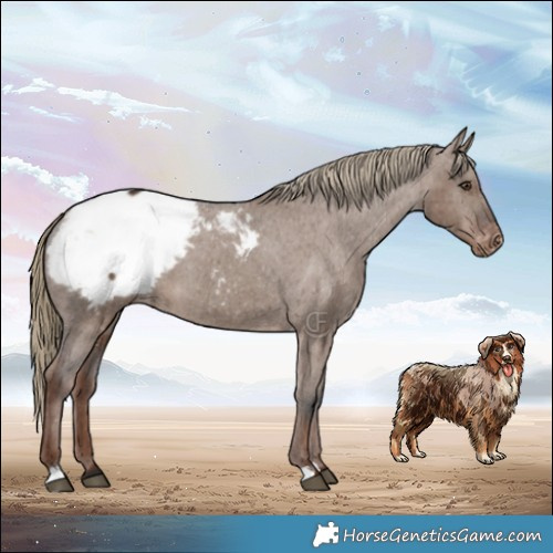 Horse Color:Liver Red Dun Snowcap Brindle