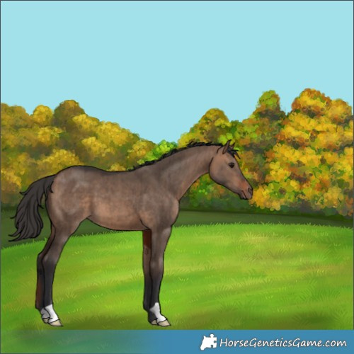 Horse Color:Bay Dun Brindle 