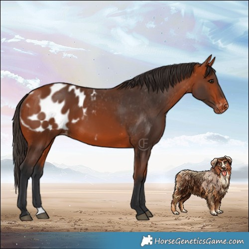 Horse Color:Bay Blanket