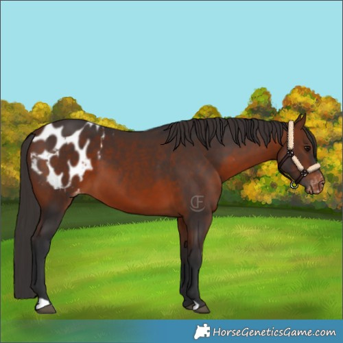 Horse Color:Bay Appaloosa 